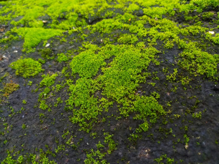 Rainy Green