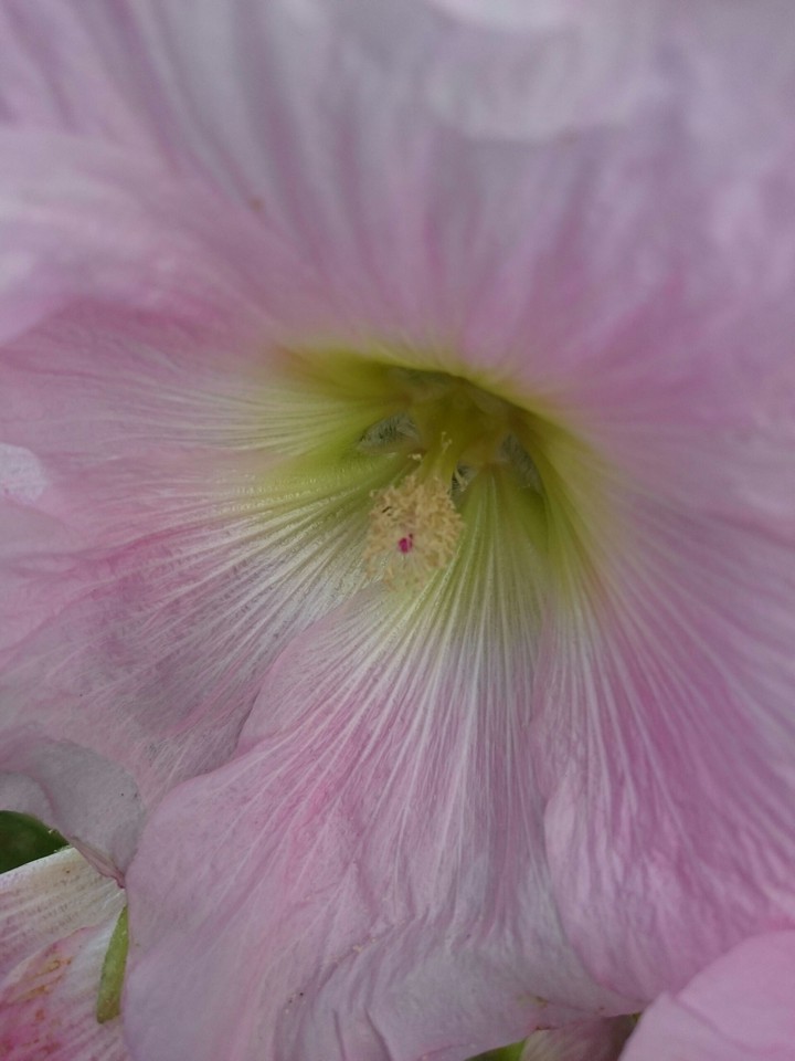 Stockrose rosa