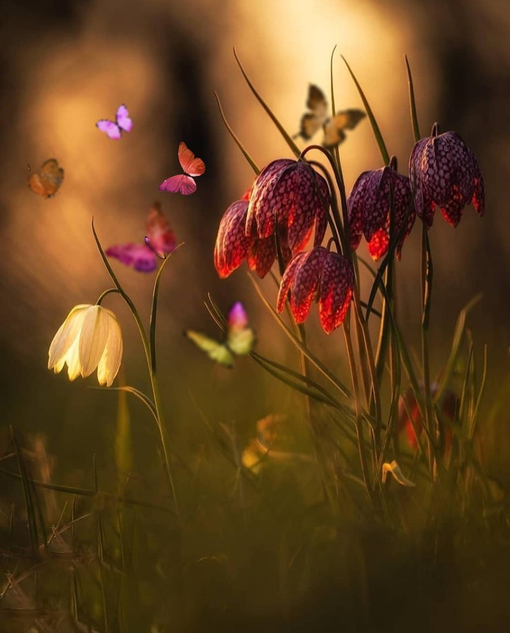 sunlight...