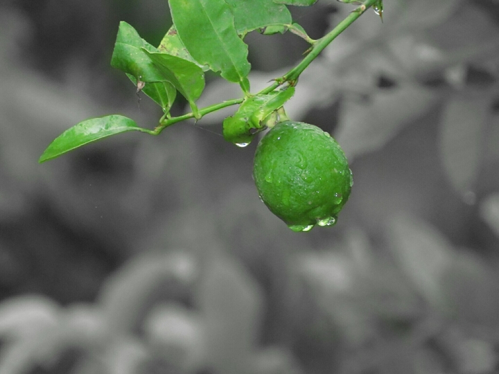 nature green water drops