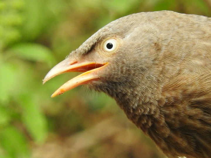 bird...