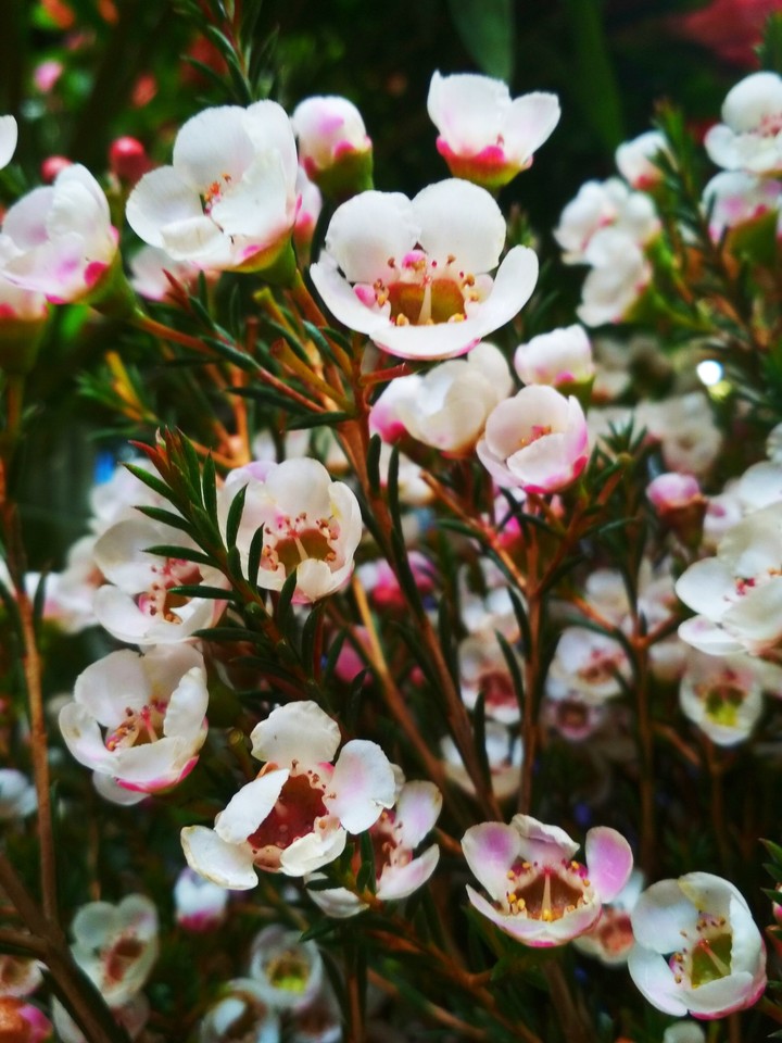 Flower world