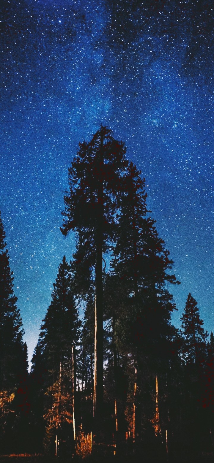 Wishing Tree