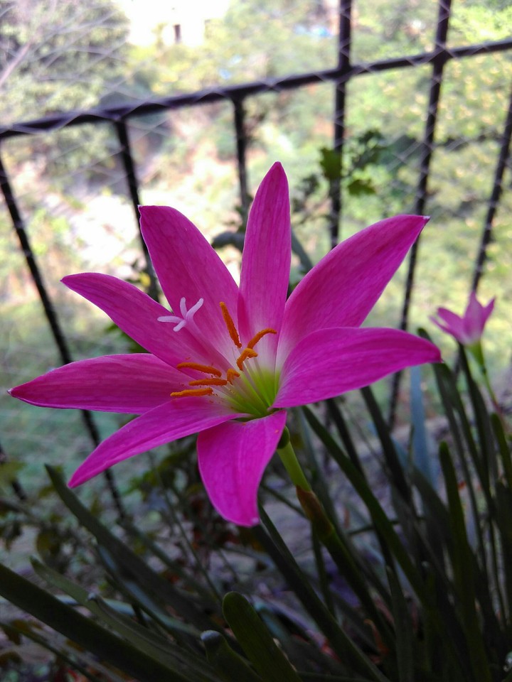 random click