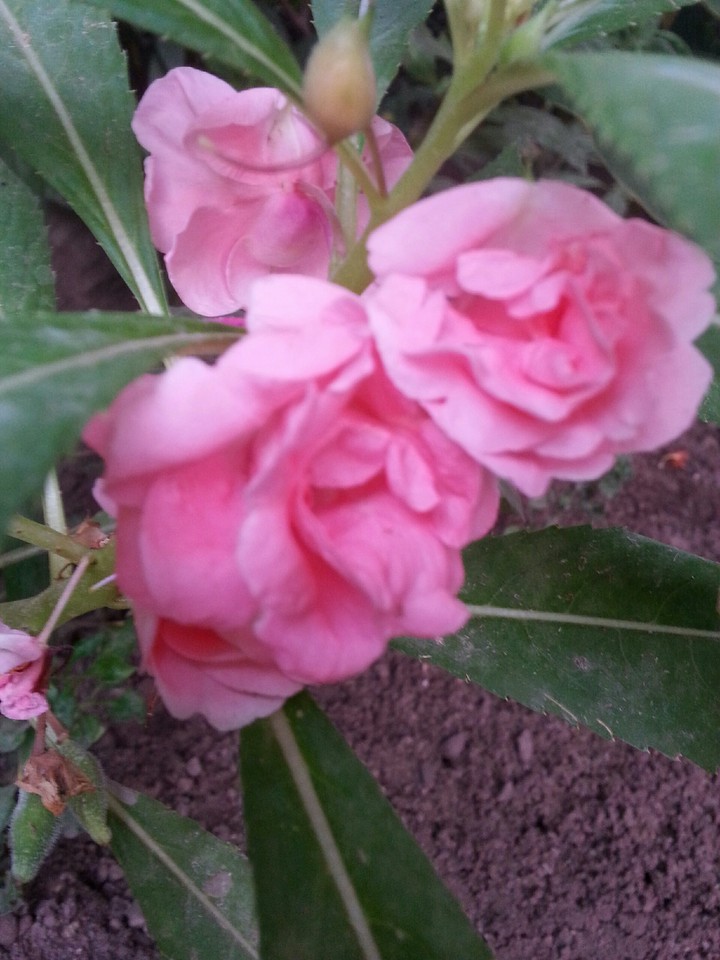 flowers of nature