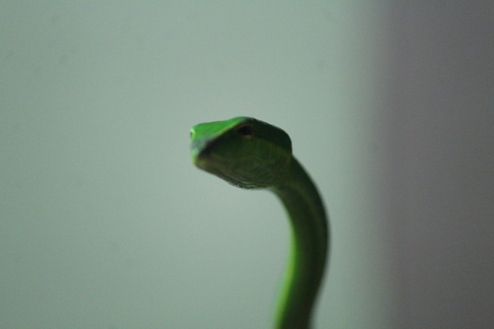 snake