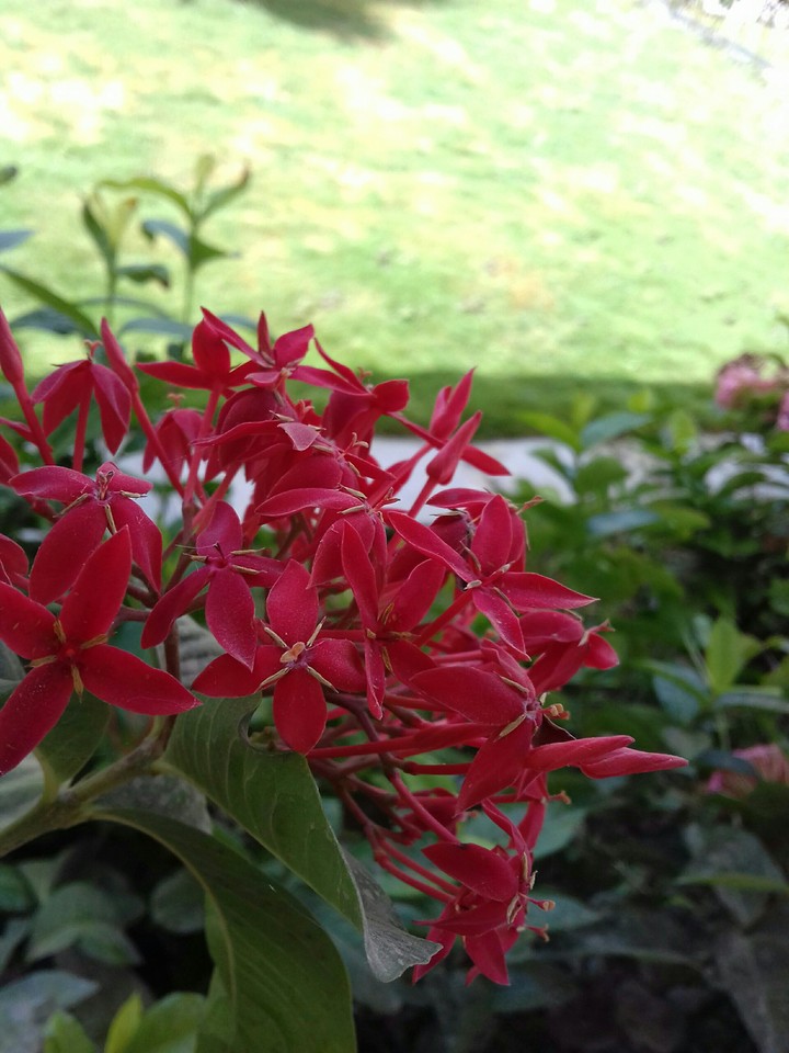 red flowers.