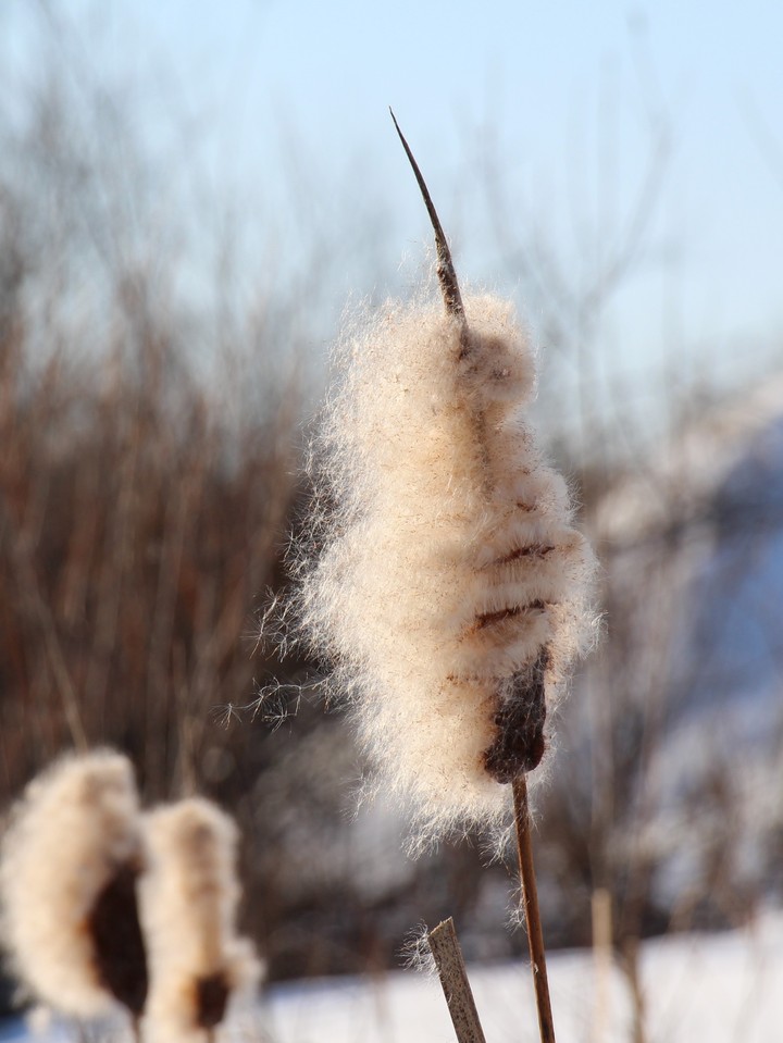 Reeds