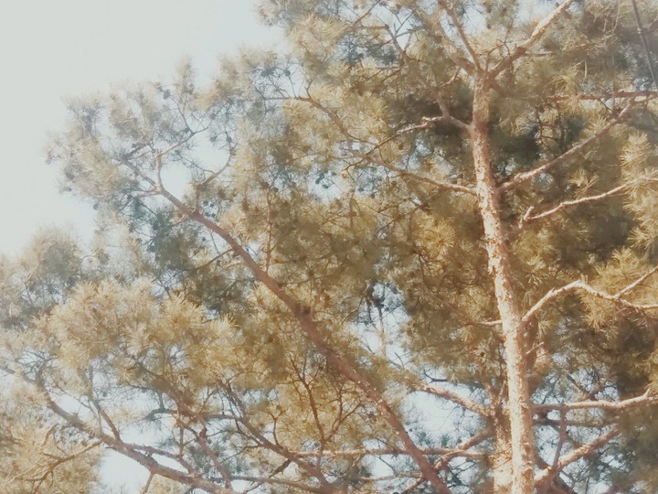 소나무