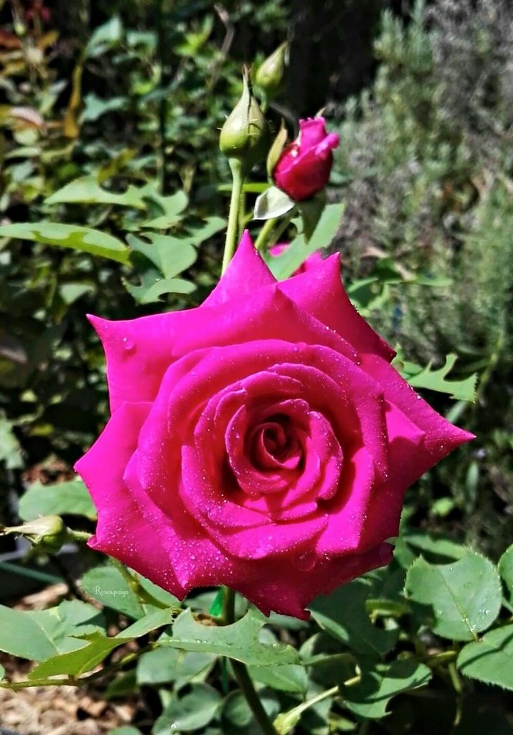 rose