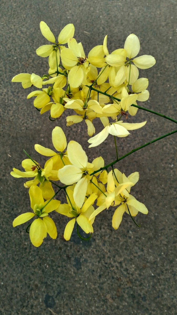 hd flower Wallpaper