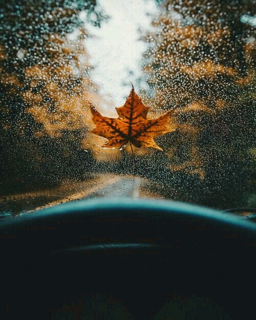 My favorite autumn