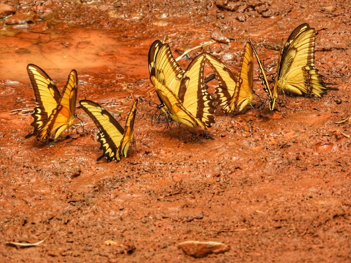 Buterfly