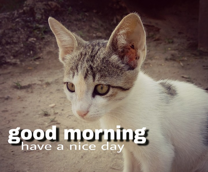 good morning