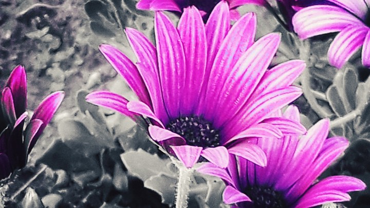 magenta