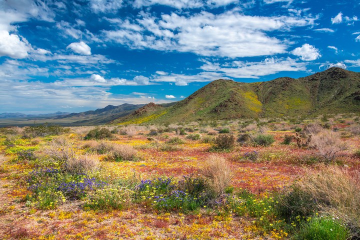 Joshua Tree National Park
