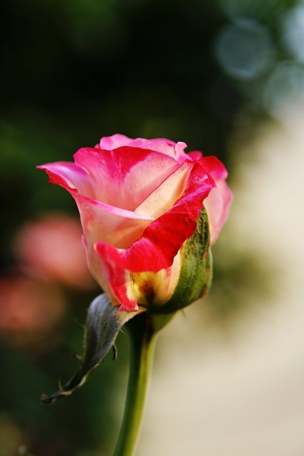 rose