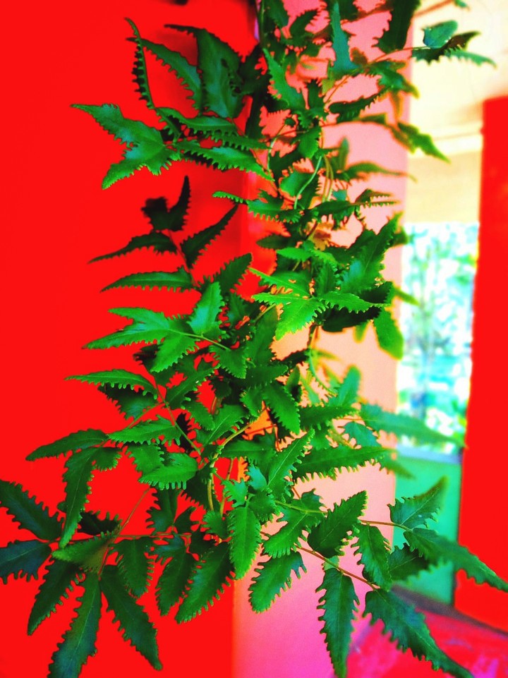 Go..Green..Nature love...