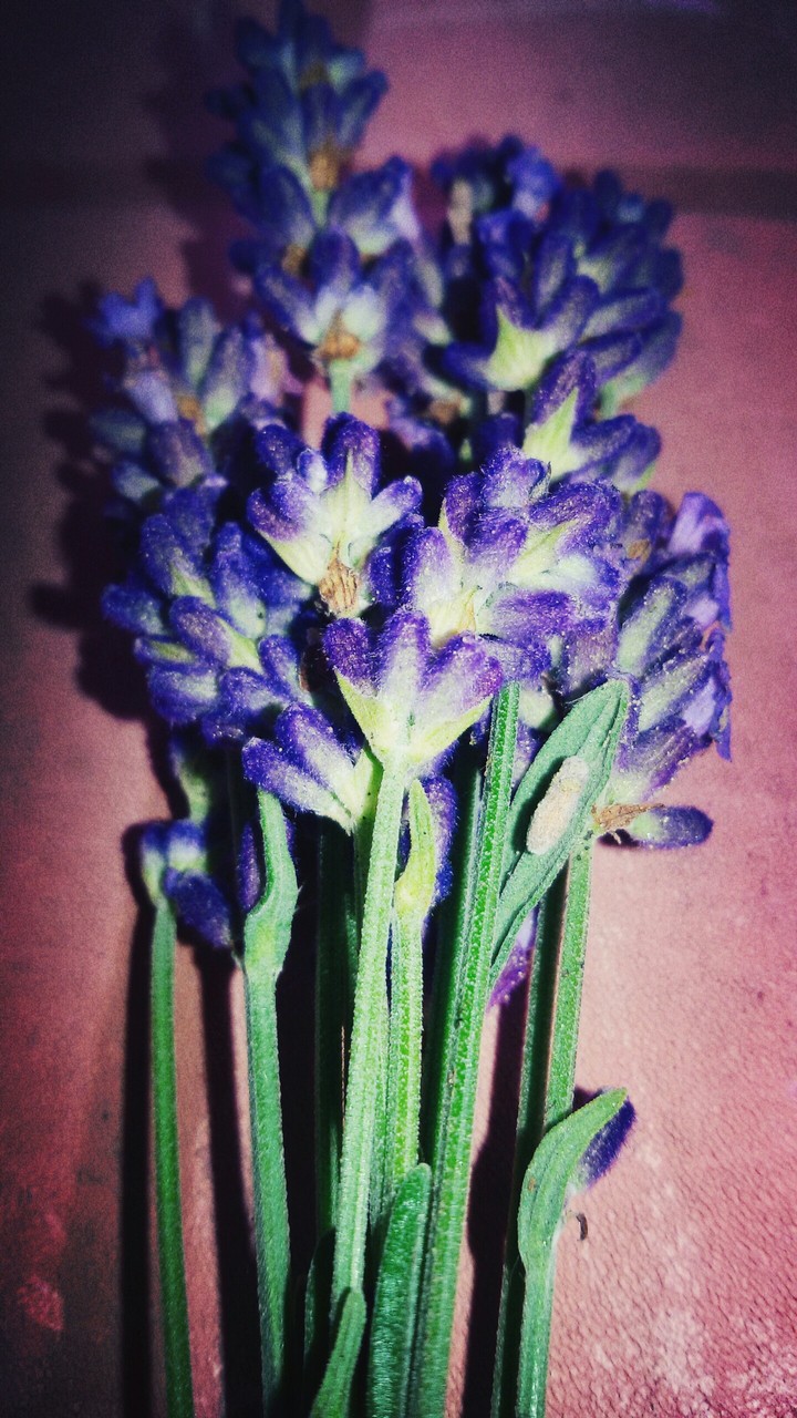 lavender