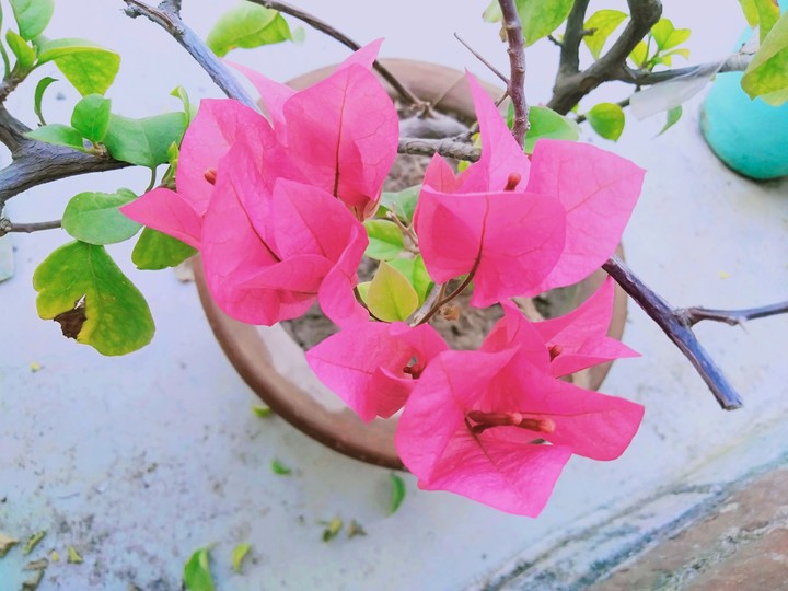 flower