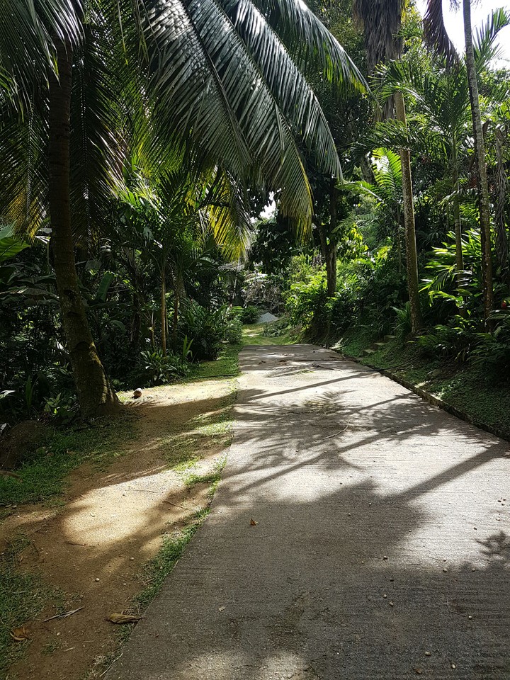Road in total nature