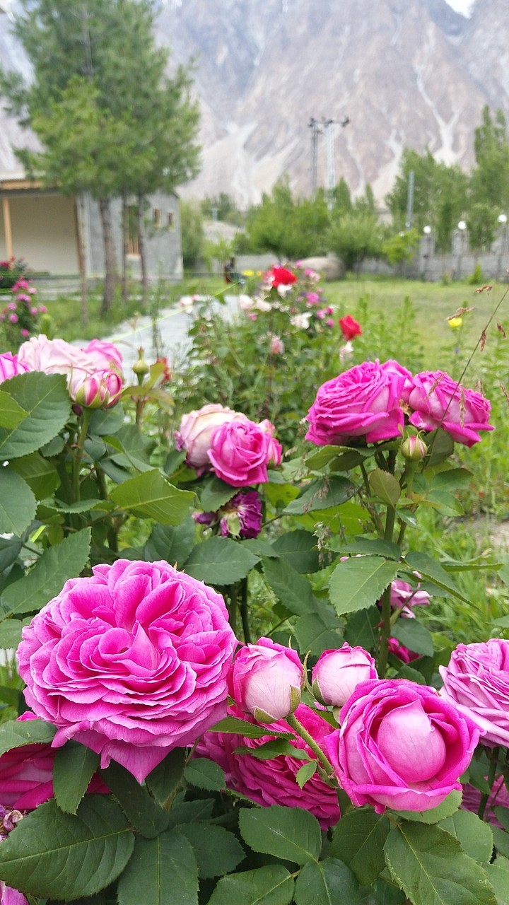 flowers