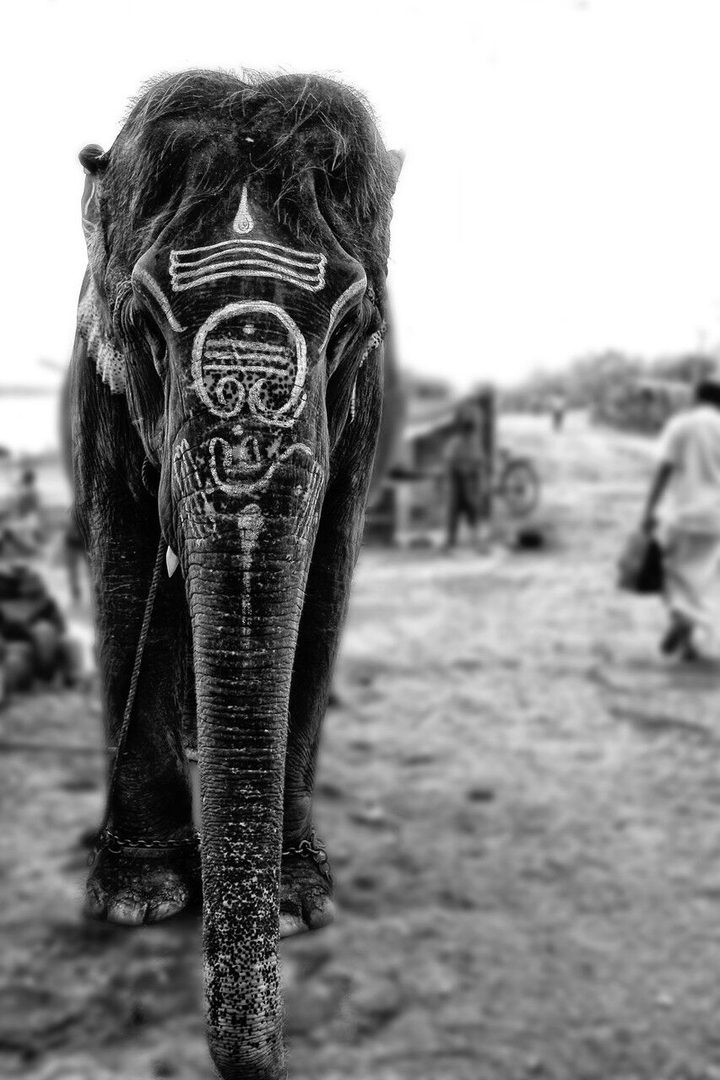 elephant