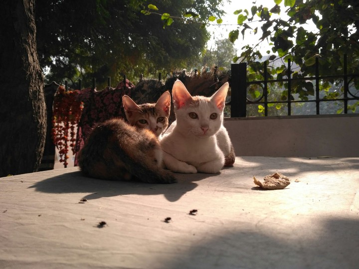 puss on car