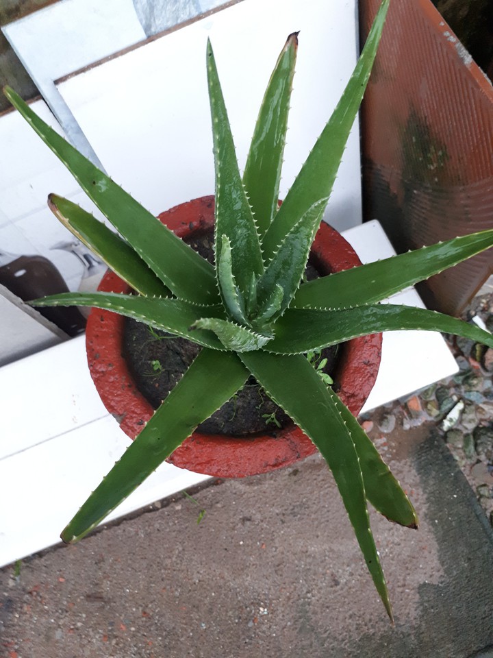 Aloe vera
