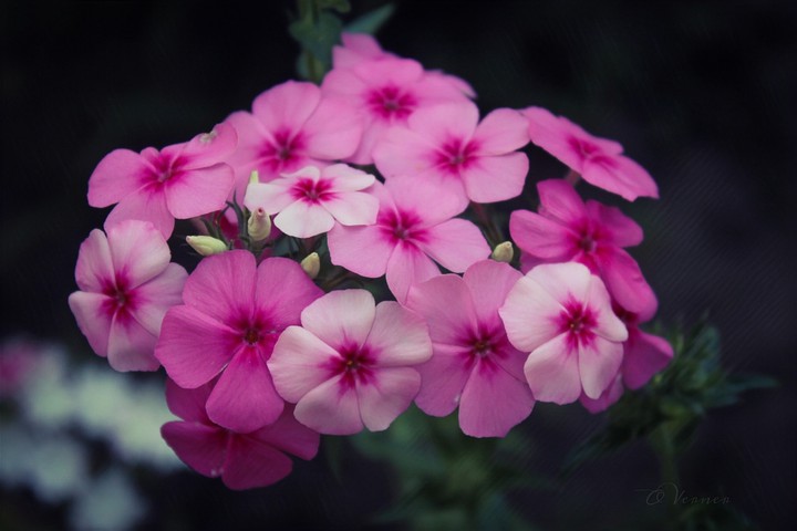 O.V. ❇️❤️❇️ my Flowers