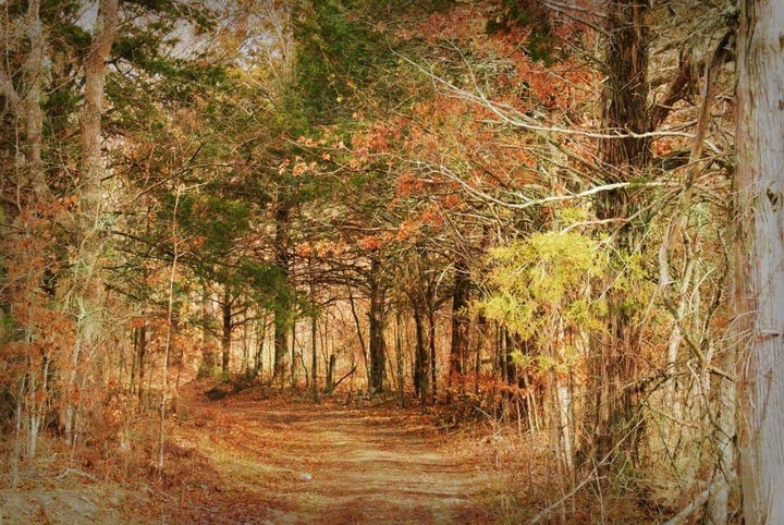 Woodland Dreams