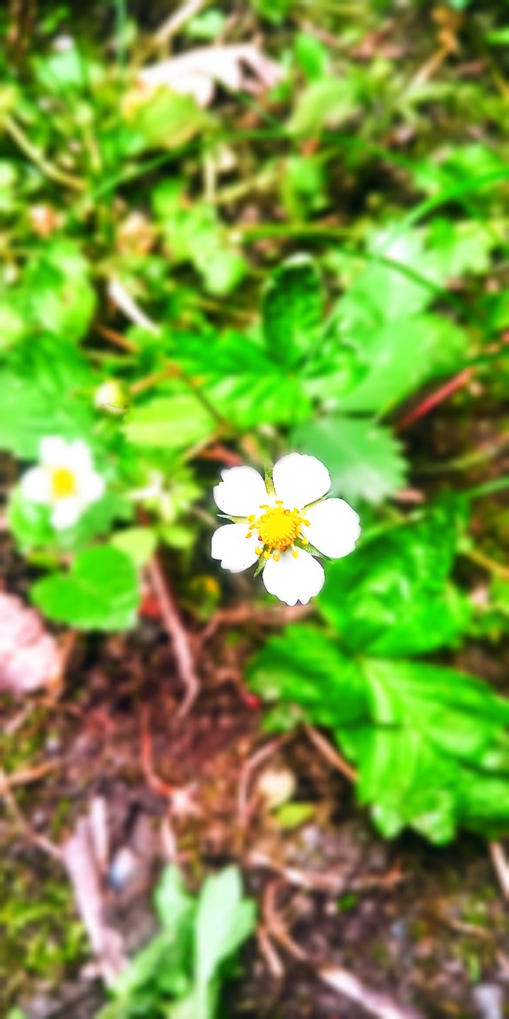 flowers