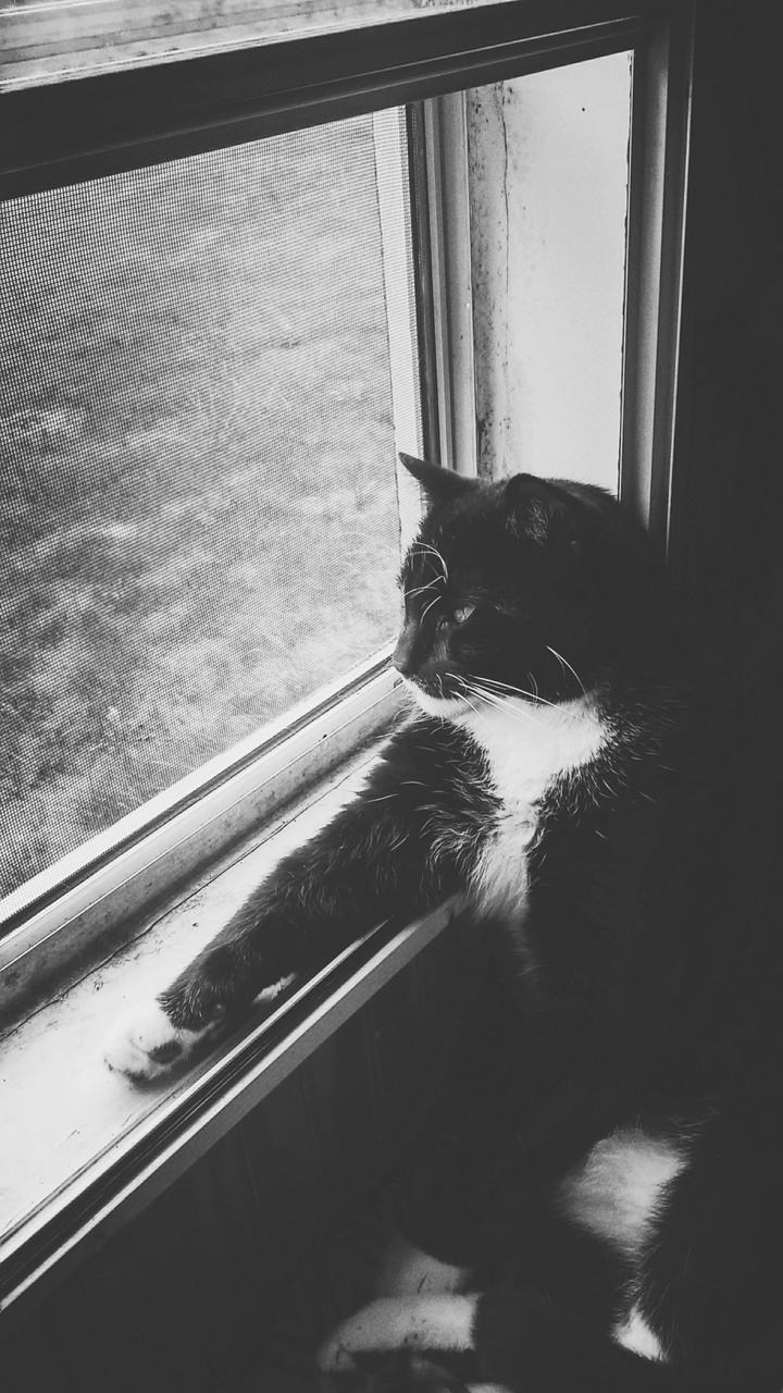 King being King