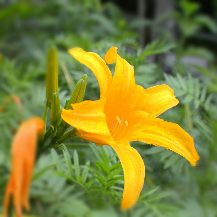 flower