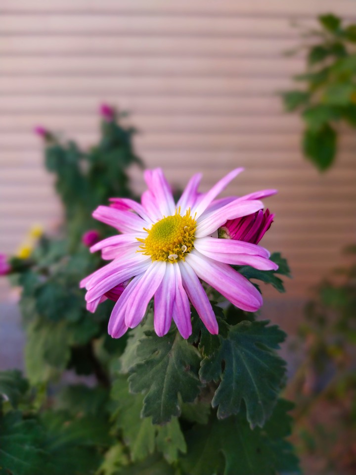 flower