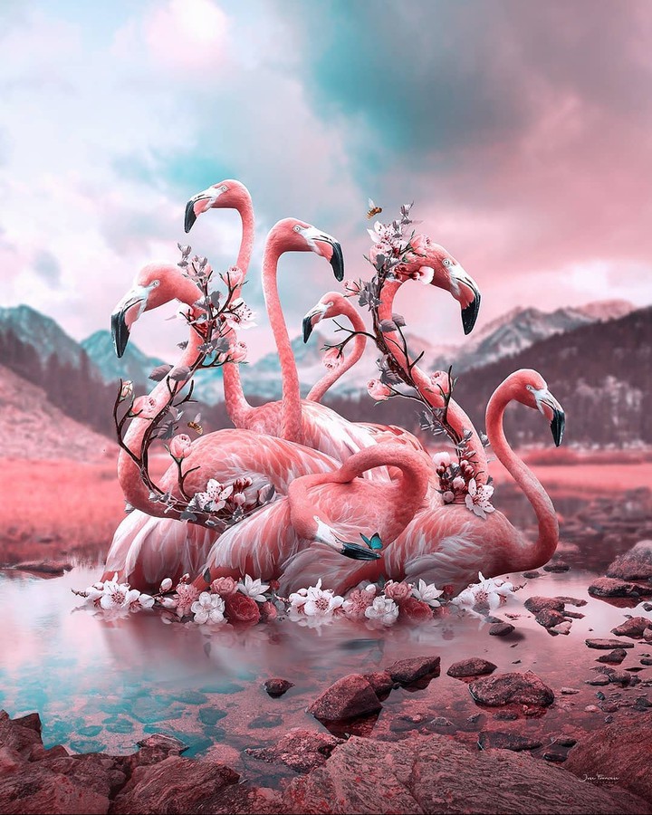 Flamingo