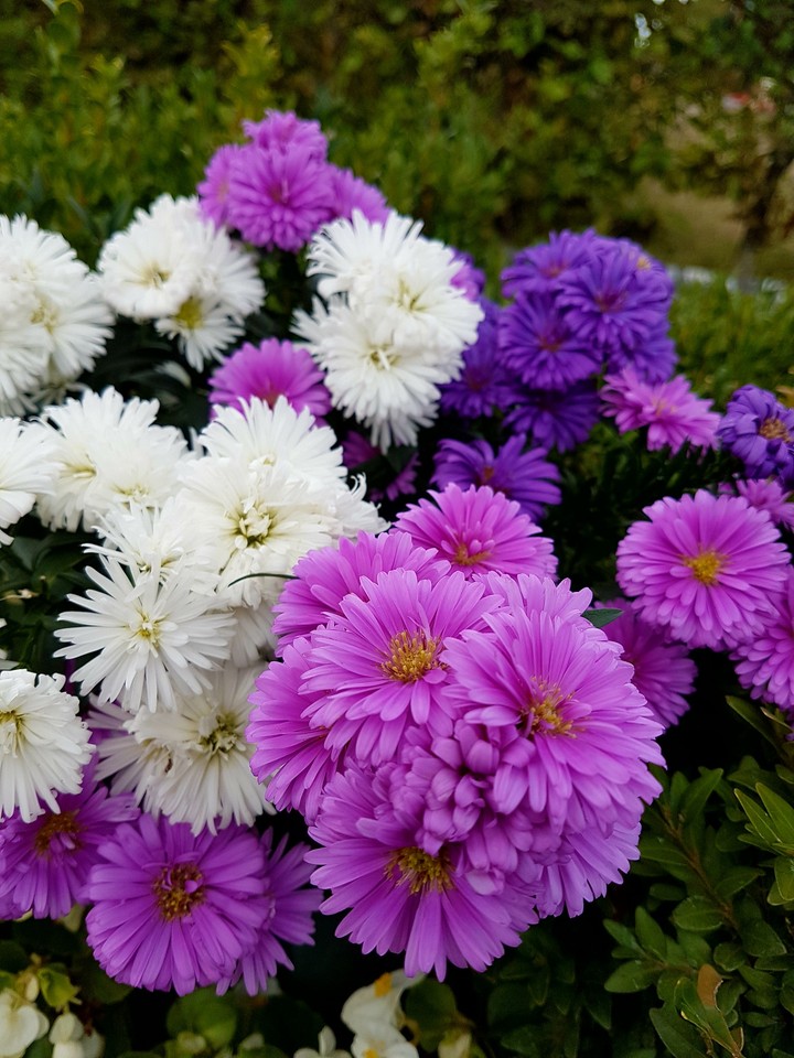 Dream of flowers