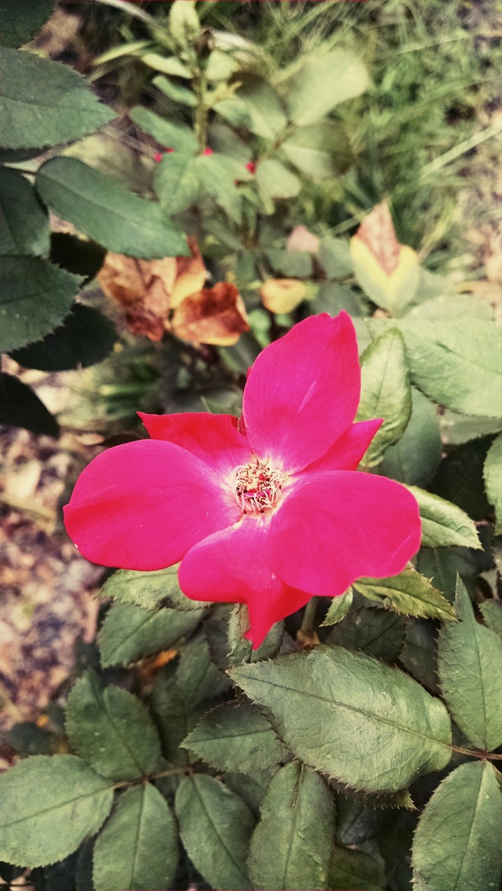Happy pink flower