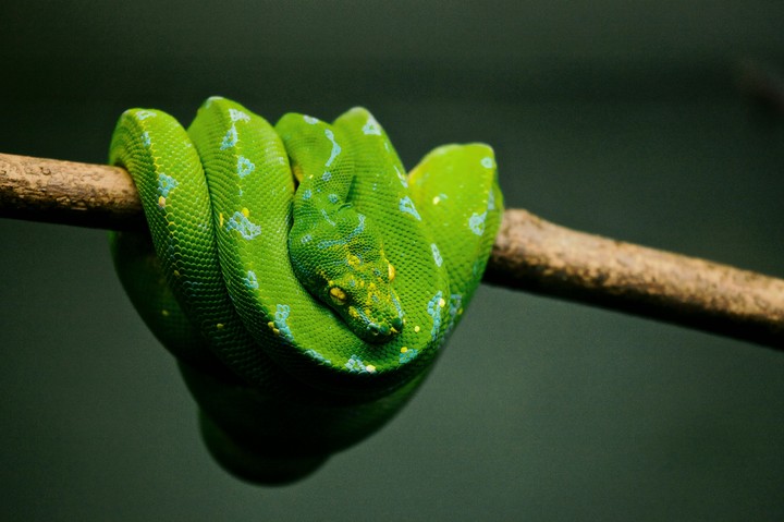 snake
