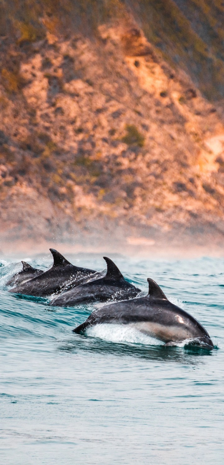 dolphins