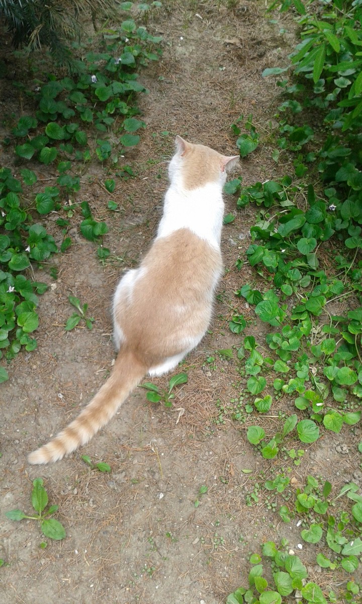 Jungle cat