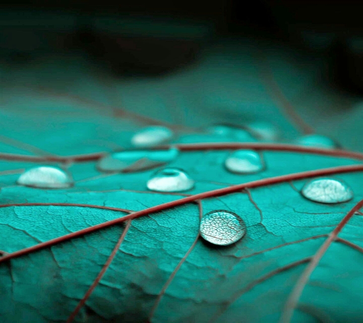 wtr leaf