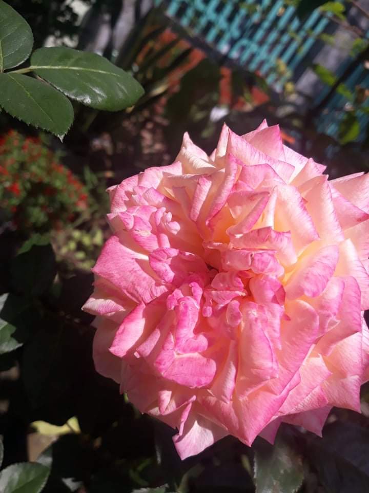 PinkRoseee i)