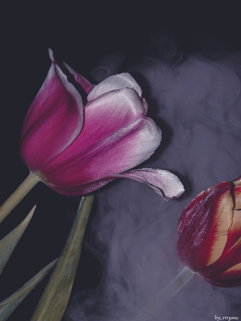 tulips