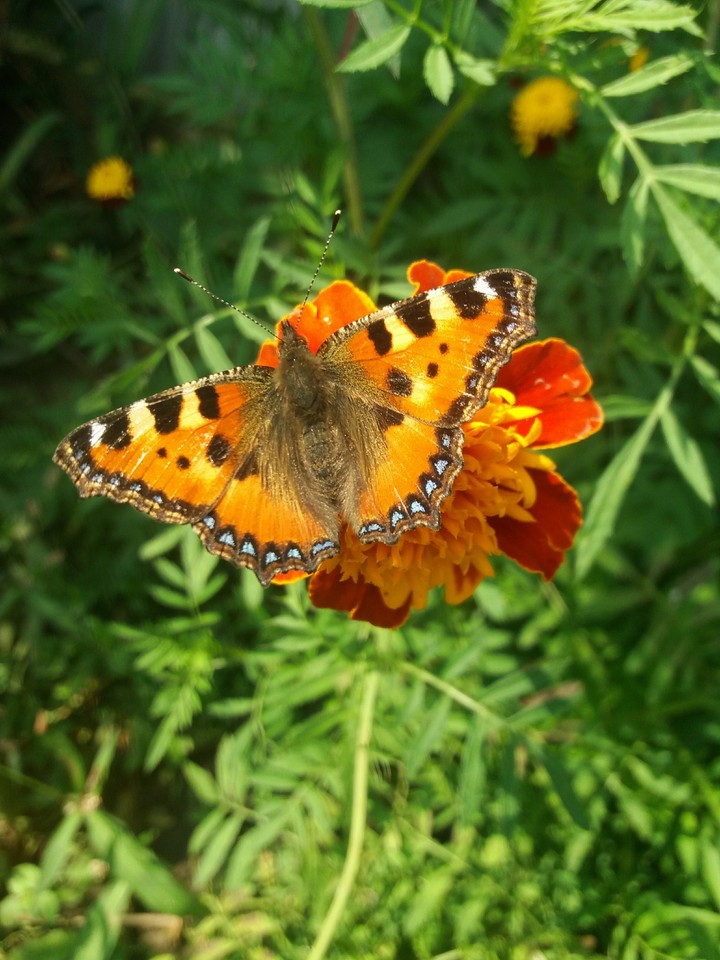 Butterflies are beautiful