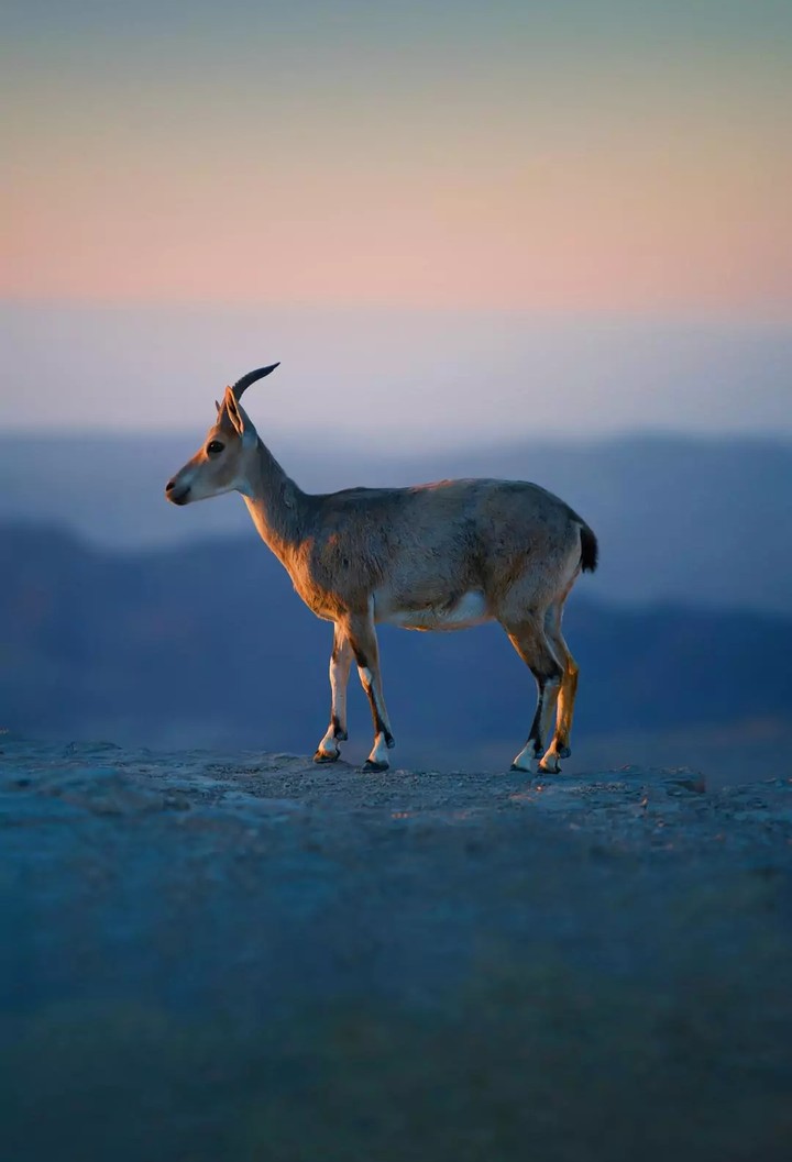 Deer