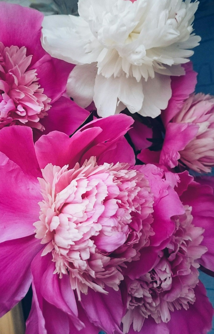 Spring peonies