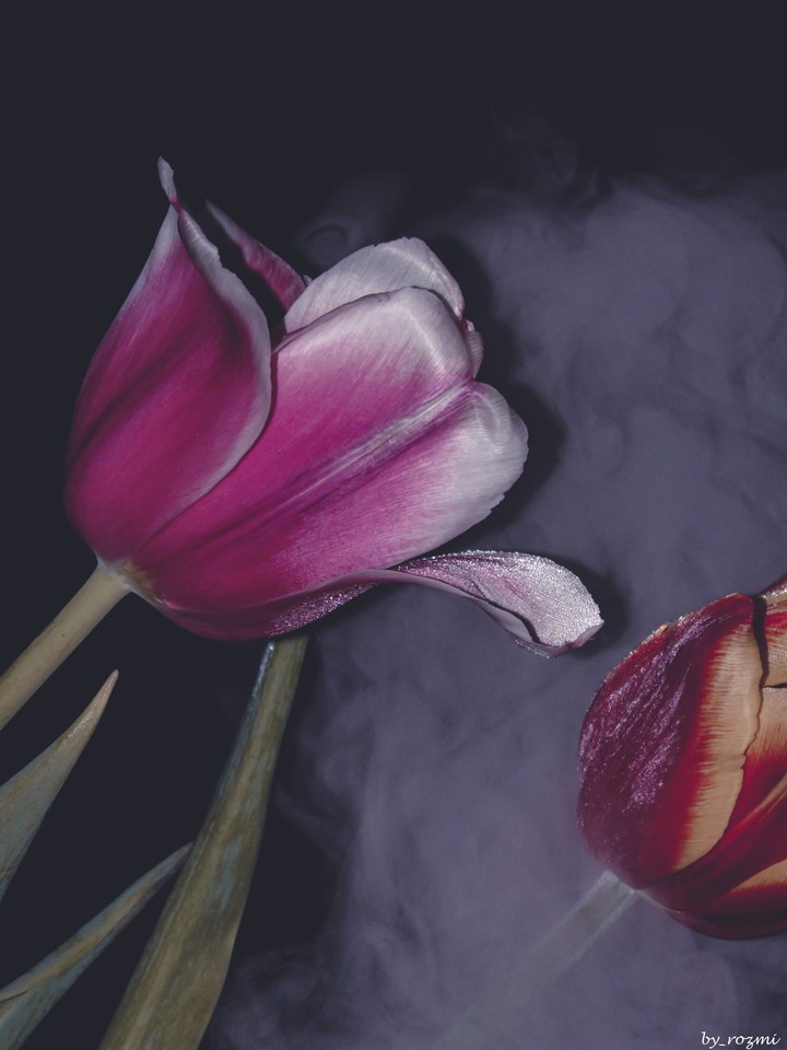 tulips