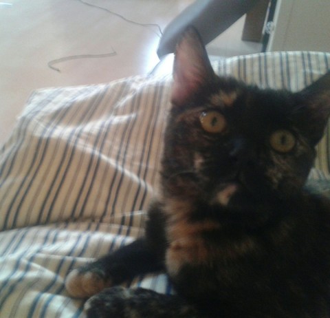 chikita