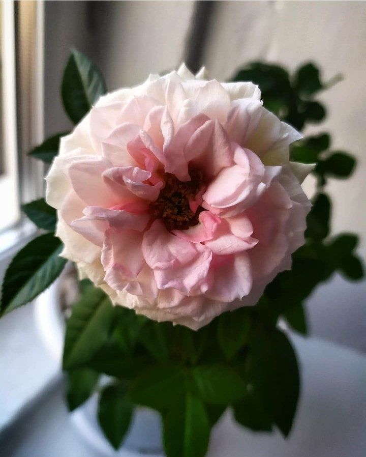 rose